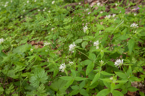 0183-Asperula-taurina-pink-woodruff-fagus-sylvatica-woods