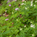 0184-bosbodem-met-A-taurina-en-C-chelidonia
