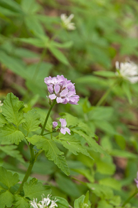 0185-Cardamine-chelidonia-fagus-sylvatica-woods-and-cool-woods