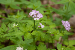 0186-Cardamine-chelidonia-fagus-sylvatica-woods-and-cool-woods