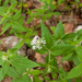 0187-Asperula-taurina-pink-woodruff-fagus-sylvatica-woods
