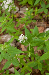 0187-Asperula-taurina-pink-woodruff-fagus-sylvatica-woods