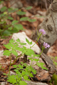 0188-Cardamine-chelidonia-fagus-sylvatica-woods-and-cool-woods