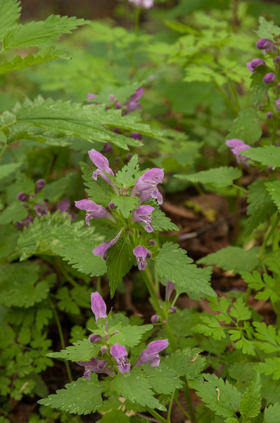 0189-lamium-garganicum-cliffs-open-woods-screes