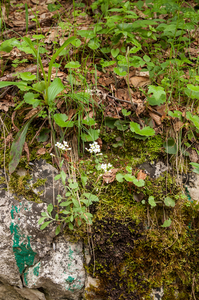 0190 Alpine-Rock-cress---Arabis-alpina