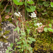 0191-Alpine-Rock-cress---Arabis-alpina
