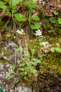 0191-Alpine-Rock-cress---Arabis-alpina