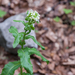 0200-Torenscheefkelk-Arabis-turrita