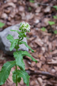 0200-Torenscheefkelk-Arabis-turrita