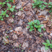 0201-Groot-heksenkruid-Circaea-lutetiana cool woods