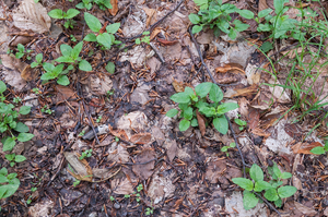 0201-Groot-heksenkruid-Circaea-lutetiana cool woods