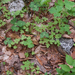 0202-Muskuskruid---Adoxa-moschatellina-fagus-sylvatica-woods