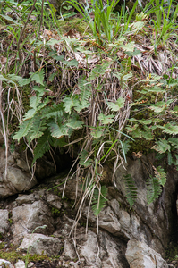 0204-Polypodium-interjectum-vulgare-shady-cliffs-and-woods
