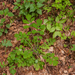 0207-Stinkende-gouwe---Chelidonium-majus-ruderal-environments-wal