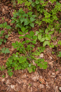 0207-Stinkende-gouwe---Chelidonium-majus-ruderal-environments-wal