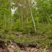 0208-bos-met-grote-veldbies