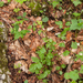 0211-Bosrank--Clematis-vitalba-hedges,-woods-up-to-1300m