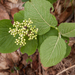 0216-Wollige sneeuwbal viburnum lantana submontane and montane th