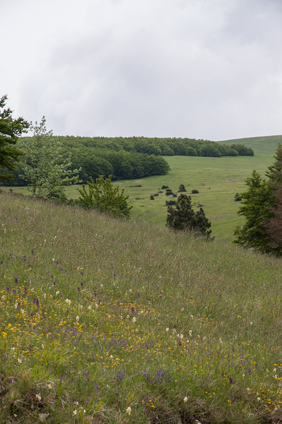 0215-landschap