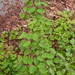 0217-Rode-kamperfoelie---Lonicera-xylosteum-woods-of-broadleaves-