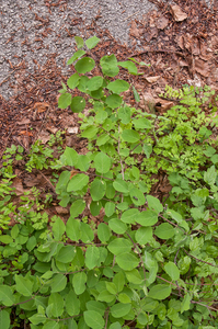 0217-Rode-kamperfoelie---Lonicera-xylosteum-woods-of-broadleaves-