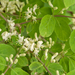 0218-Rode-kamperfoelie---Lonicera-xylosteum-woods-of-broadleaves-