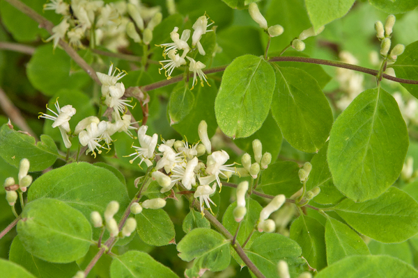 0218-Rode-kamperfoelie---Lonicera-xylosteum-woods-of-broadleaves-
