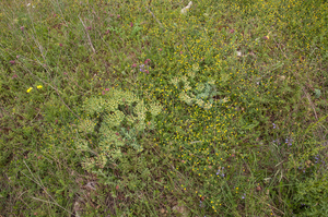 0219-Broad-leaved-Glaucous-spurge---Euphorbia-myrsinites