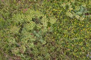 0220-Broad-leaved-Glaucous-spurge---Euphorbia-myrsinites