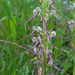 0223-Himantoglossum-adriaticum arid meadows from the hills to 150