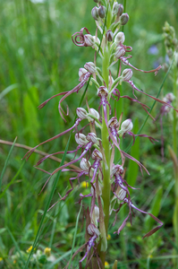 0223-Himantoglossum-adriaticum arid meadows from the hills to 150