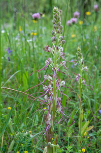 0224-Himantoglossum-adriaticum-arid-meadows-from-the-hills-to-150
