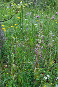 0225-Himantoglossum-adriaticum-arid-meadows-from-the-hills-to-150