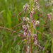 0232-Himantoglossum-adriaticum-arid-meadows-from-the-hills-to-150