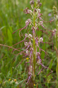 0232-Himantoglossum-adriaticum-arid-meadows-from-the-hills-to-150