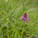 0235-hondskruid