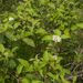 0238-Rode-kornoelje--Cornus-sanguinea-hedges-scrub-woods