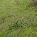 0239-Spoorbloem---Centranthus-ruber-thermophilous-cliffs-walls