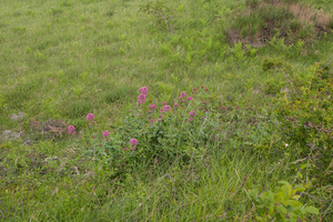 0239-Spoorbloem---Centranthus-ruber-thermophilous-cliffs-walls