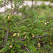 0240-Amandelboom---Prunus-dulcis-abandoned-fields