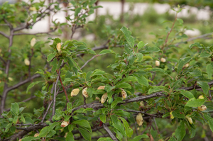 0240-Amandelboom---Prunus-dulcis-abandoned-fields