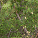 0241-Amandelboom---Prunus-dulcis-abandoned-fields