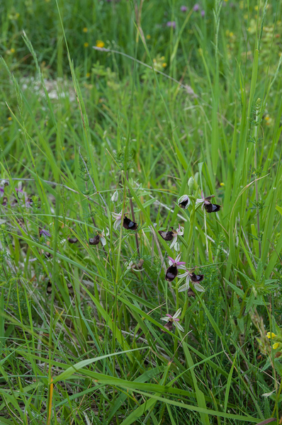 0242-Zadelophrys---Ophrys-bertolonii-arid-meadows