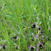 0244-Zadelophrys---Ophrys-bertolonii-arid-meadows