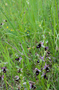 0244-Zadelophrys---Ophrys-bertolonii-arid-meadows