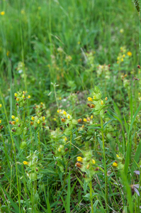 0245-Kleine-ratelaar---Rhinanthus-minor-cool-meadows