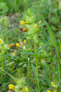 0246-Kleine-ratelaar---Rhinanthus-minor-cool-meadows