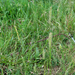 0247-kamgras meadows