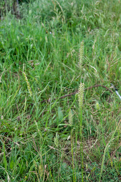 0247-kamgras meadows