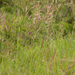 0248-Bergdravik---Bromopsis-erecta-meadows-and-arid-pastures